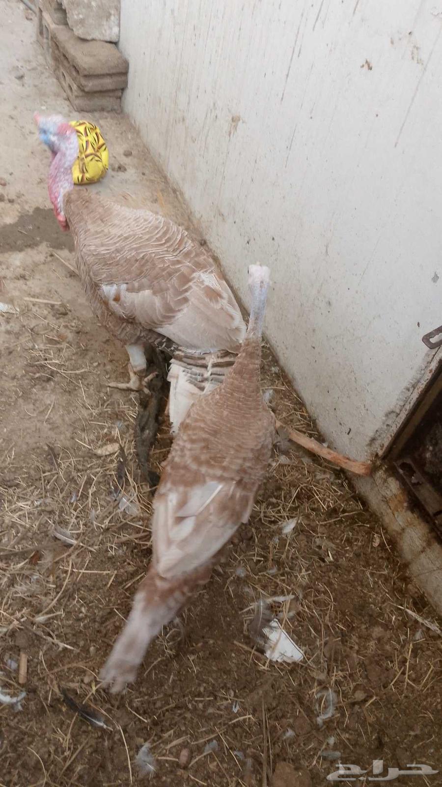 للبيع جوز رومي منتج64515388968962111