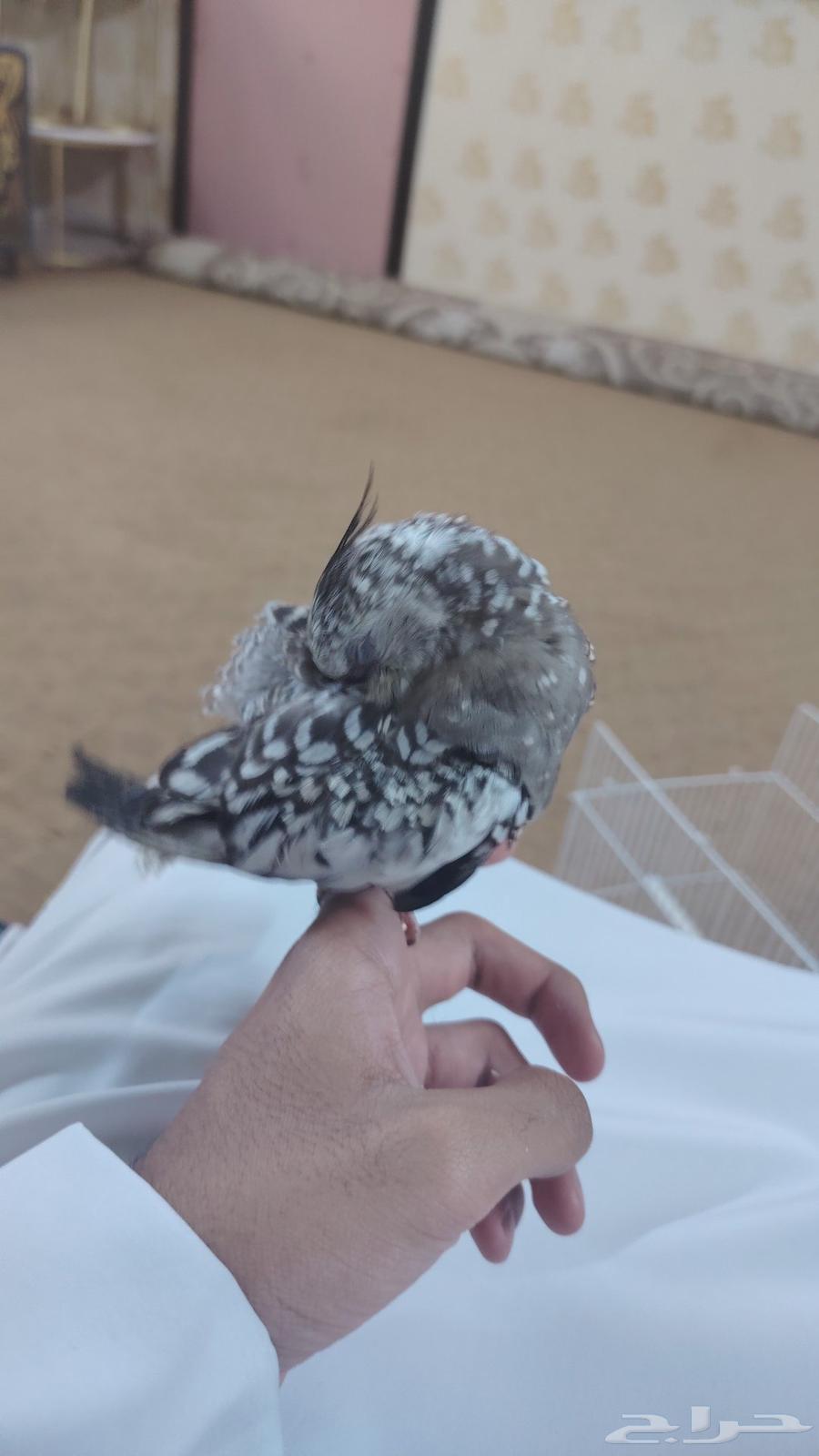 كروان او كوكتيل اليفه أنثى العمر 3شهور64514030913411110