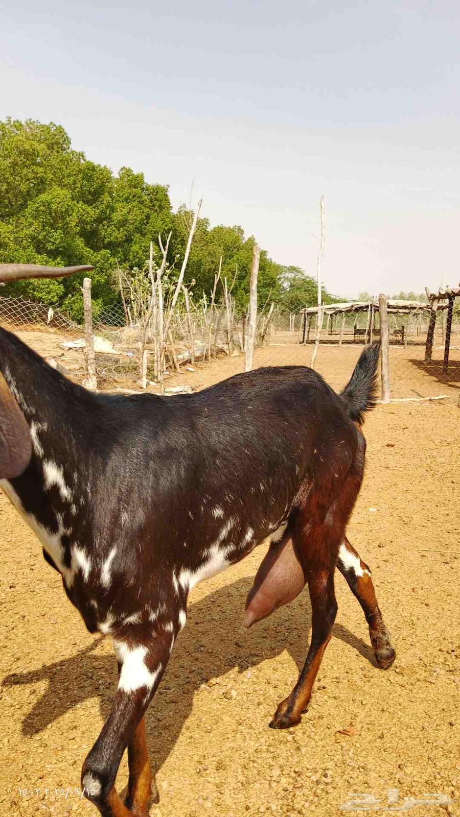 معزى بيشي رباع صافي64517889199489114