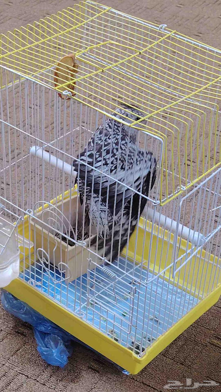 كروان او كوكتيل اليفه أنثى العمر 3شهور64514030913411111