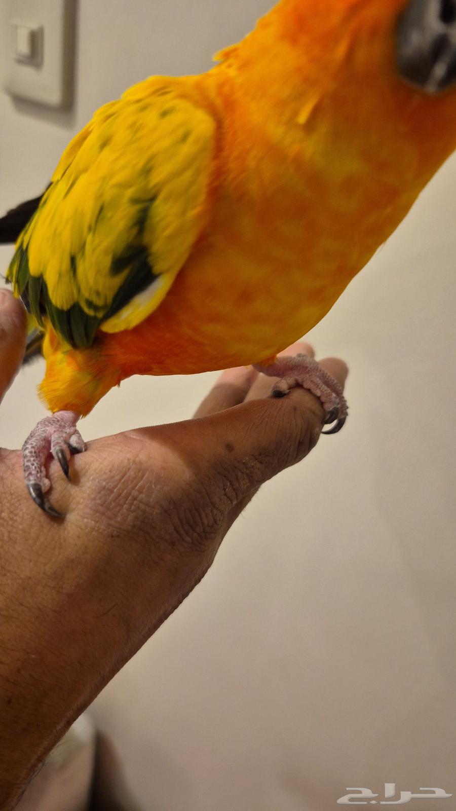 صن كنيور64443493356931111