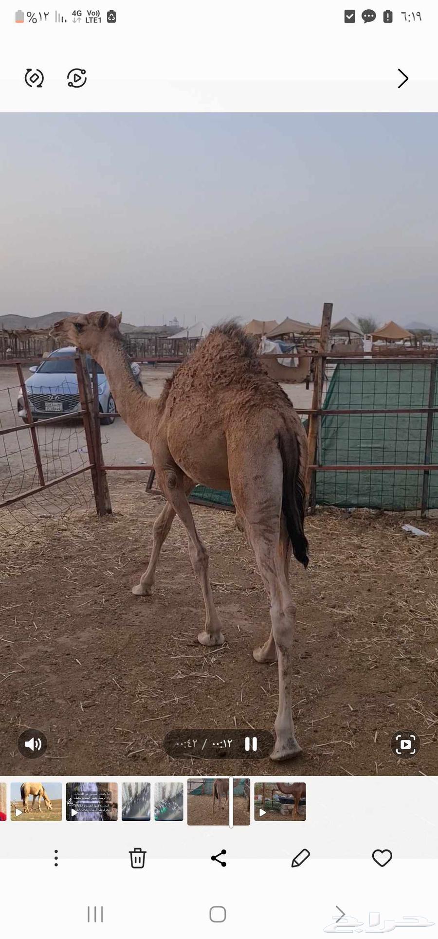 قعود للبيع64516016869377112