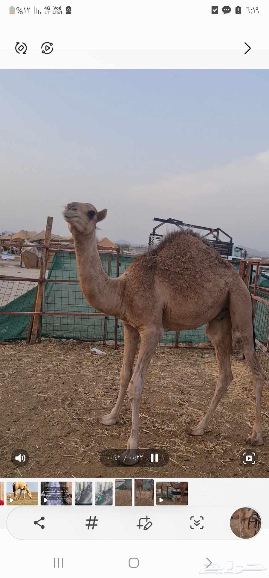 قعود للبيع64516016869377114