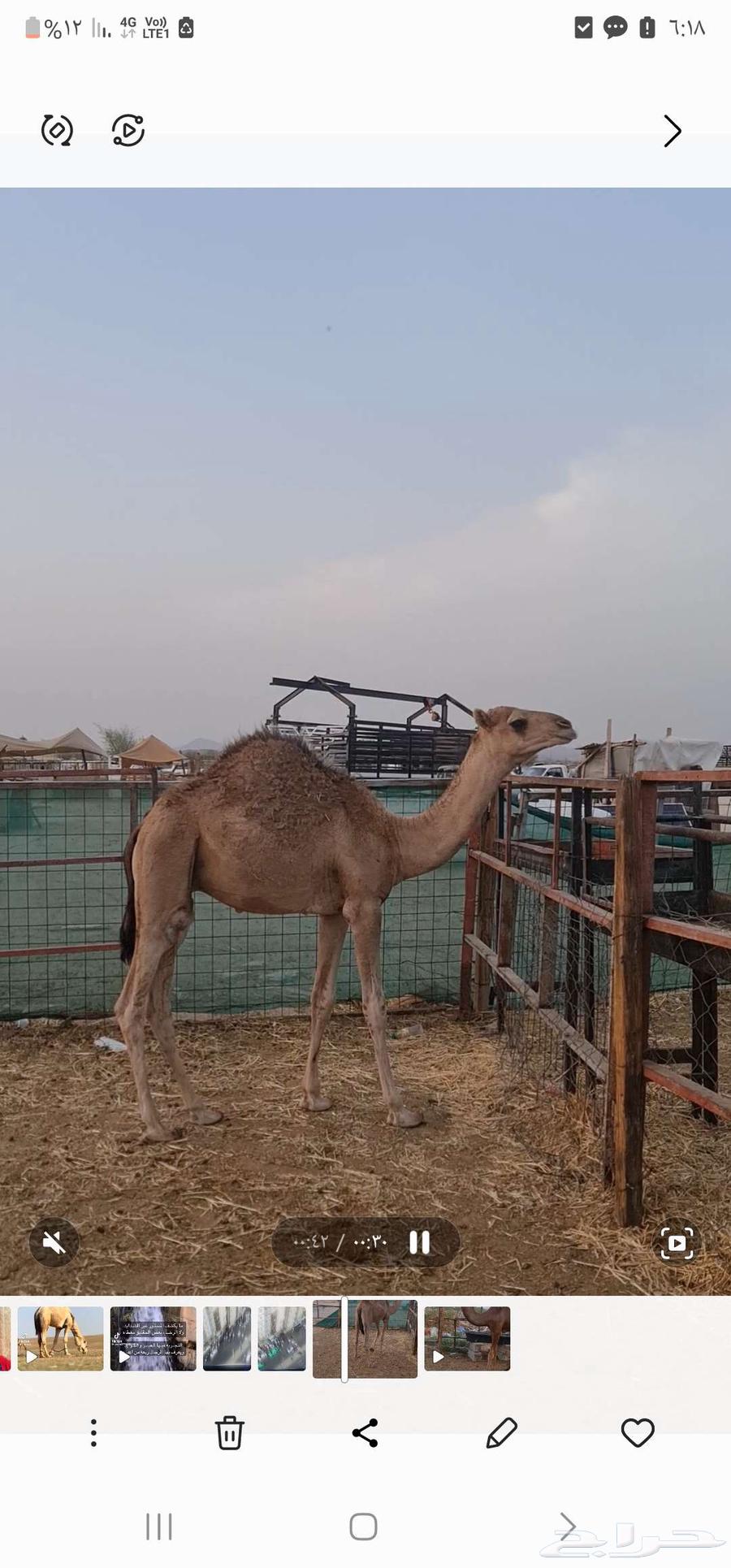 قعود للبيع64516016869377110