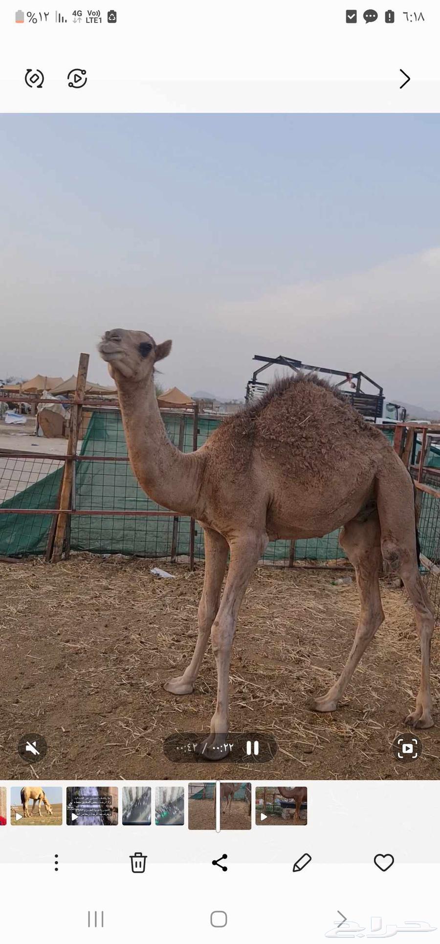 قعود للبيع64516016869377111