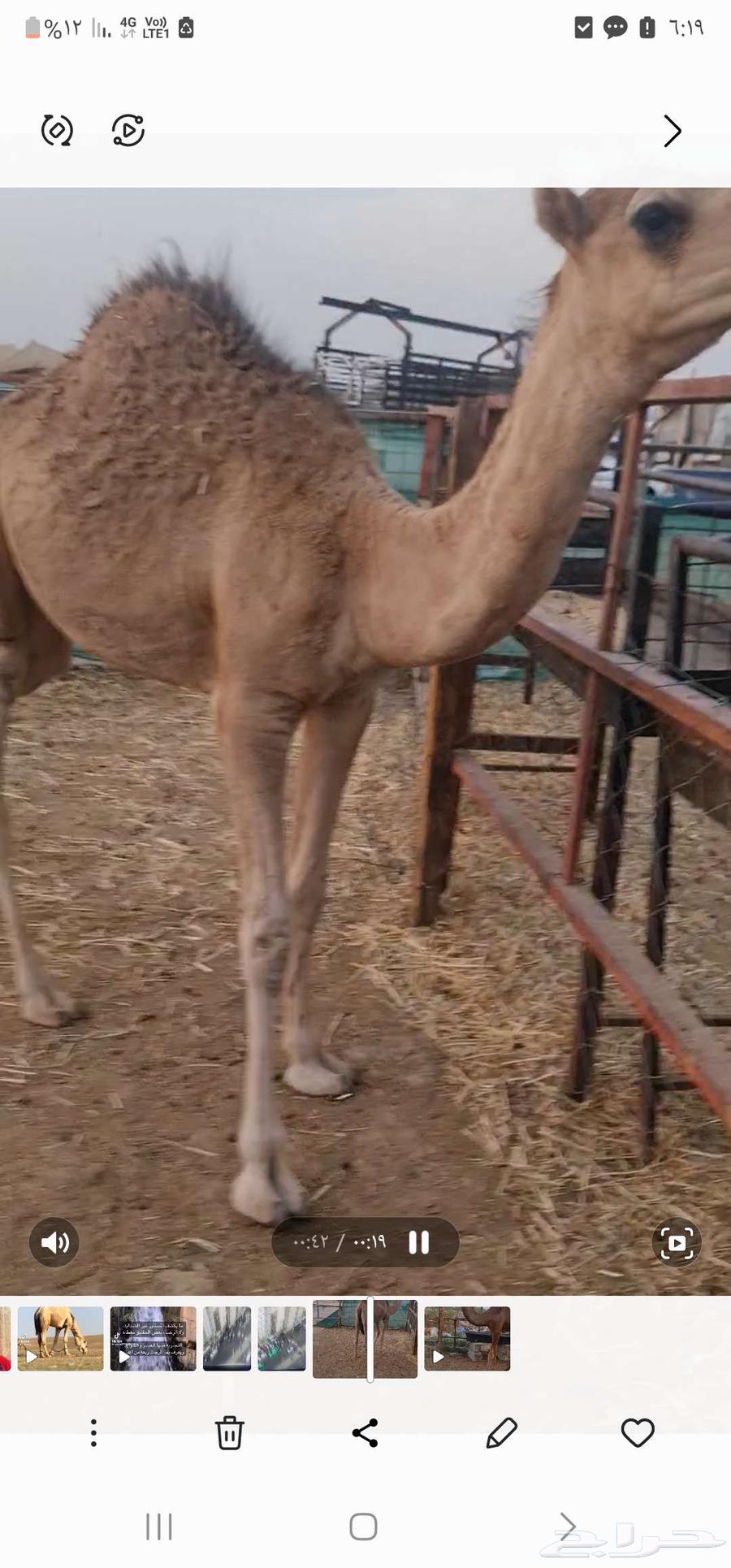 قعود للبيع64516016869377113