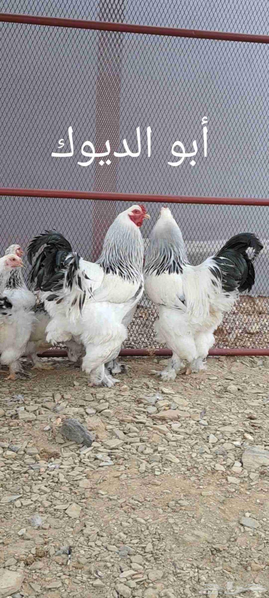 ديك أو ديوك براهما كولومبي أصيل للبيع64518278596611110