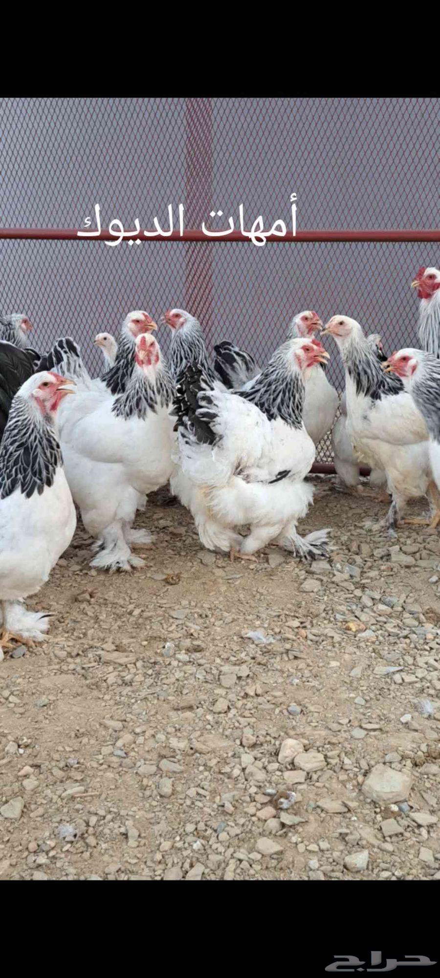 ديك أو ديوك براهما كولومبي أصيل للبيع64518278596611111