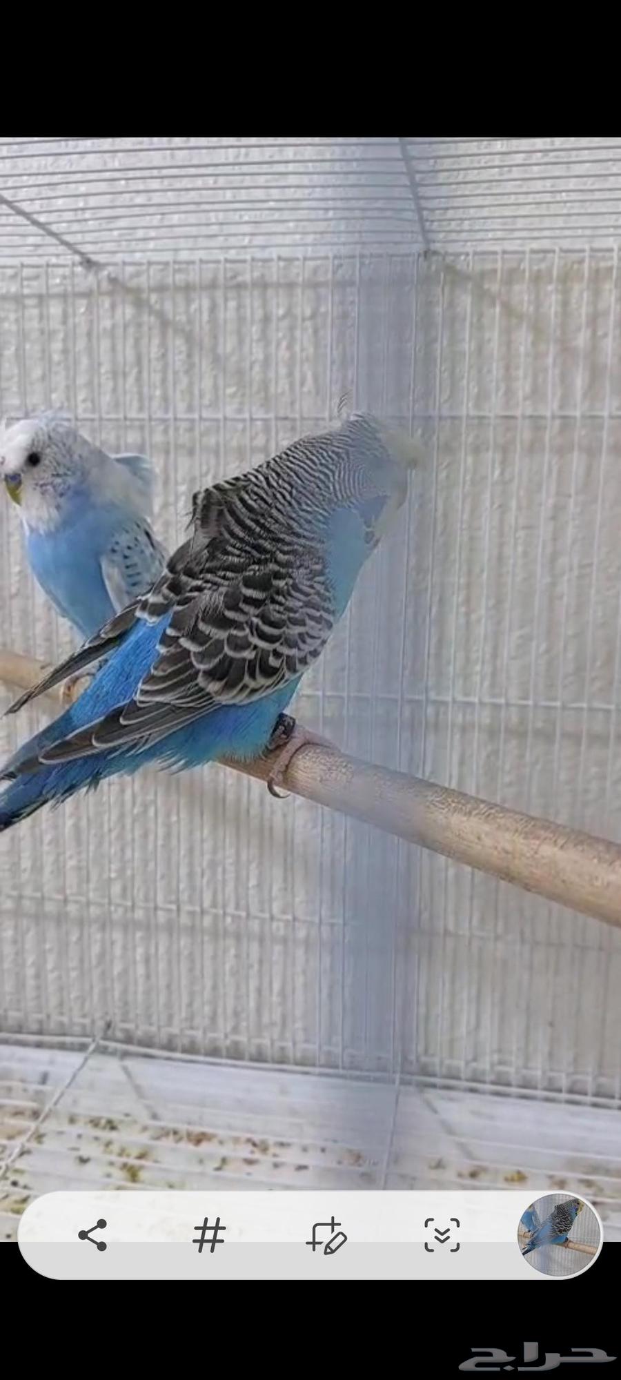 جوز بادجي فاخر64511506652163112