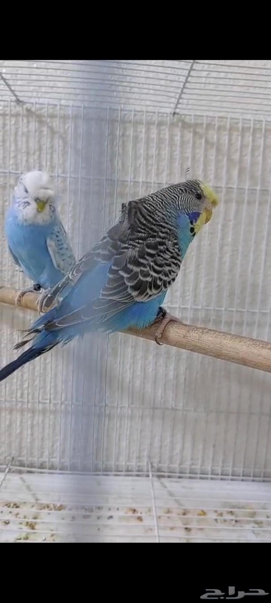 جوز بادجي فاخر64511506652163110