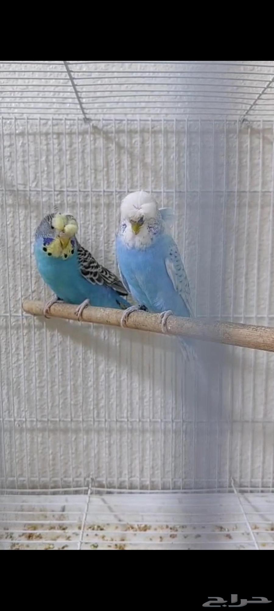 جوز بادجي فاخر64511506652163111