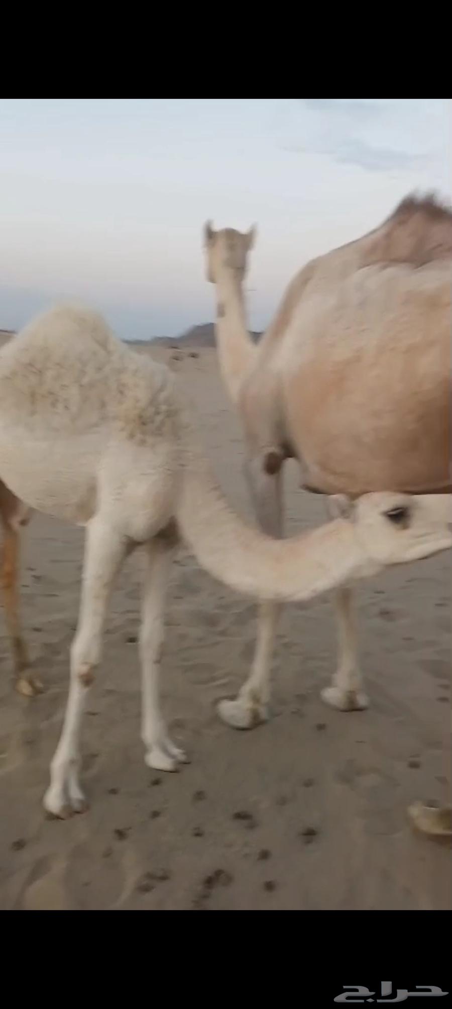 خلفه بكر اول ولده تم البيع64512204062081111