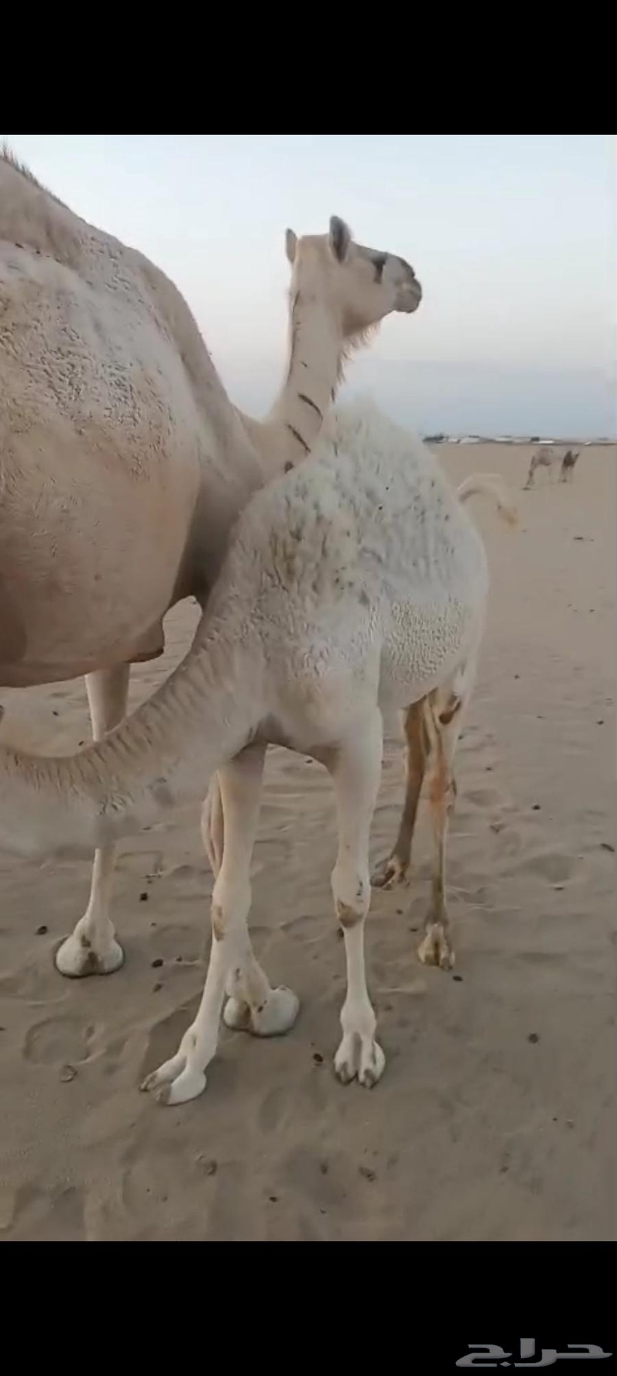 خلفه بكر اول ولده تم البيع64512204062081113