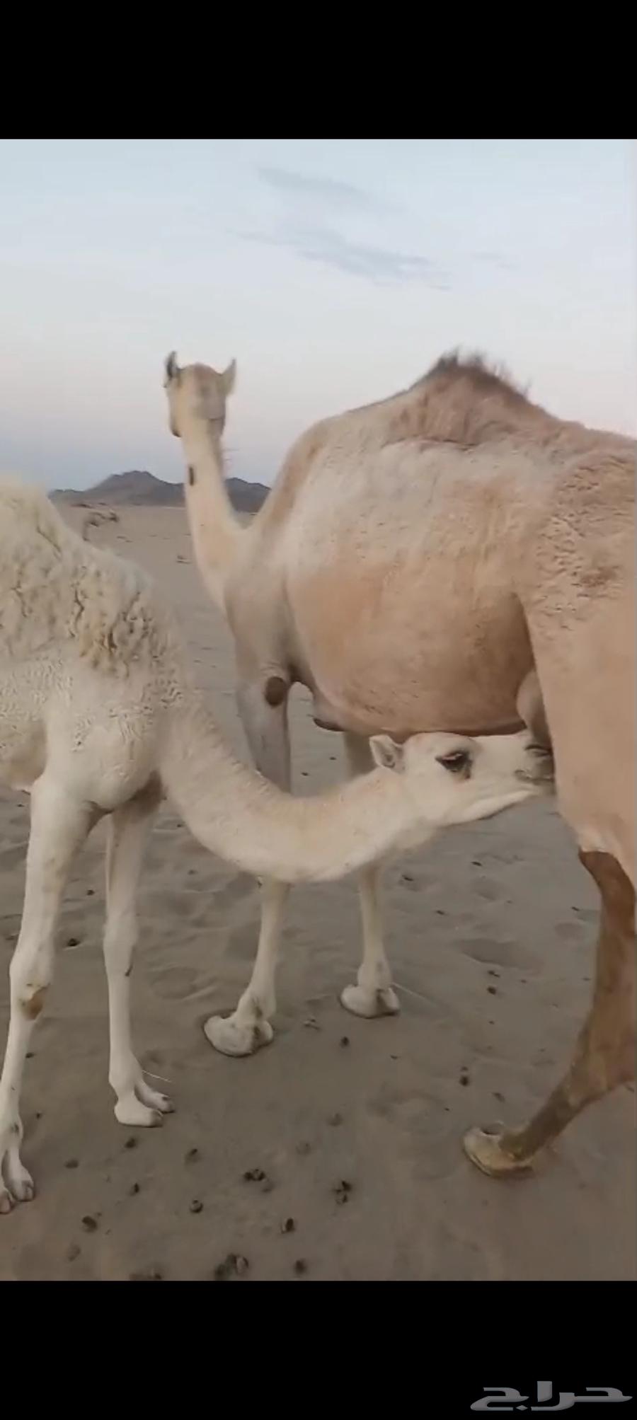 خلفه بكر اول ولده تم البيع64512204062081112