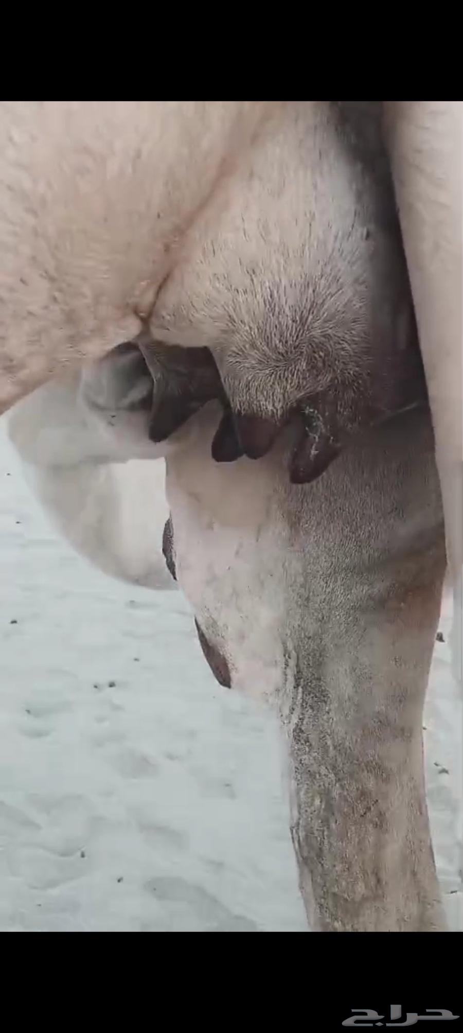 خلفه بكر اول ولده تم البيع64512204062081110