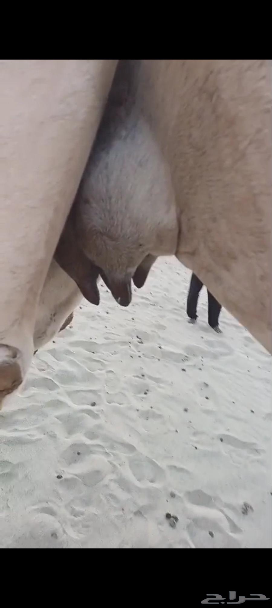 خلفه بكر اول ولده تم البيع64512204062081114