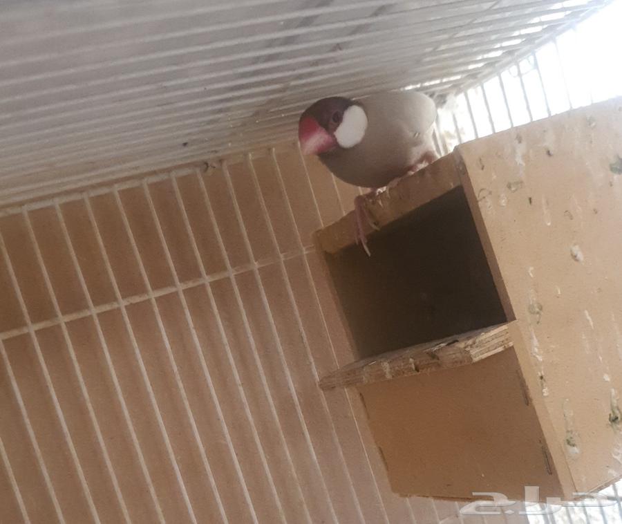 Java Cashew64513368711043110