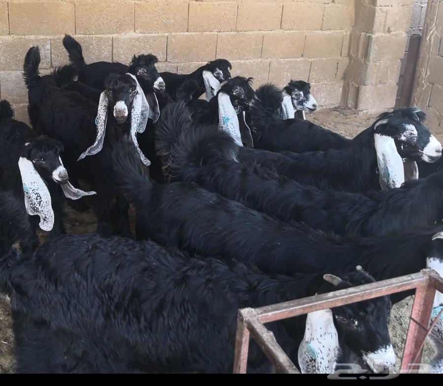 مطلوب اجفار ناطحات الفحل64513244611075110