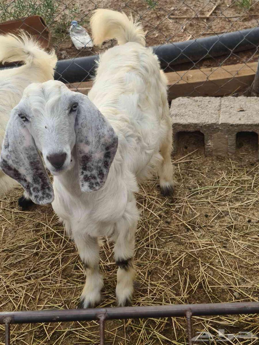 Goat with conditions64516211972355110