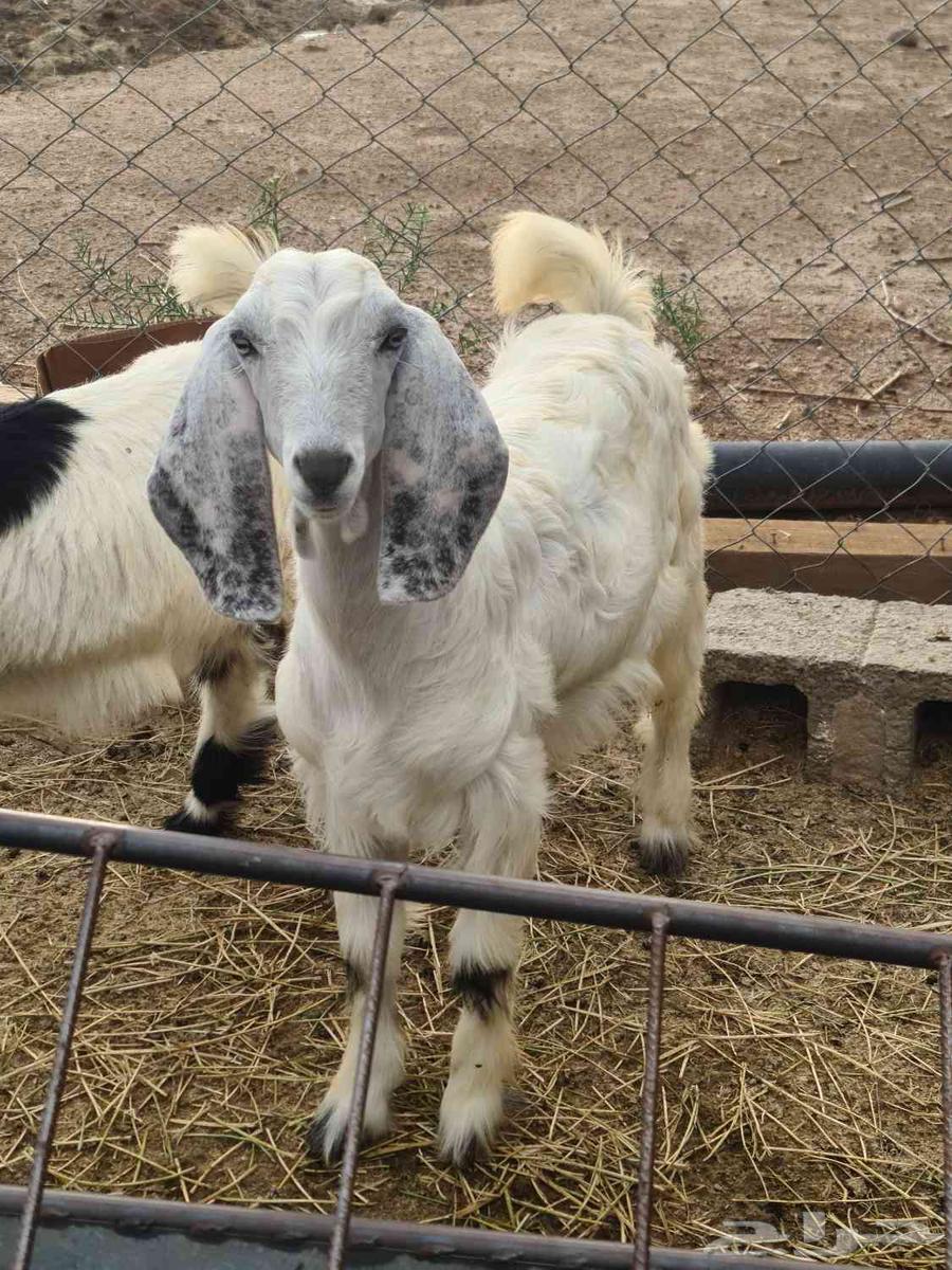 Goat with conditions64516211972355111