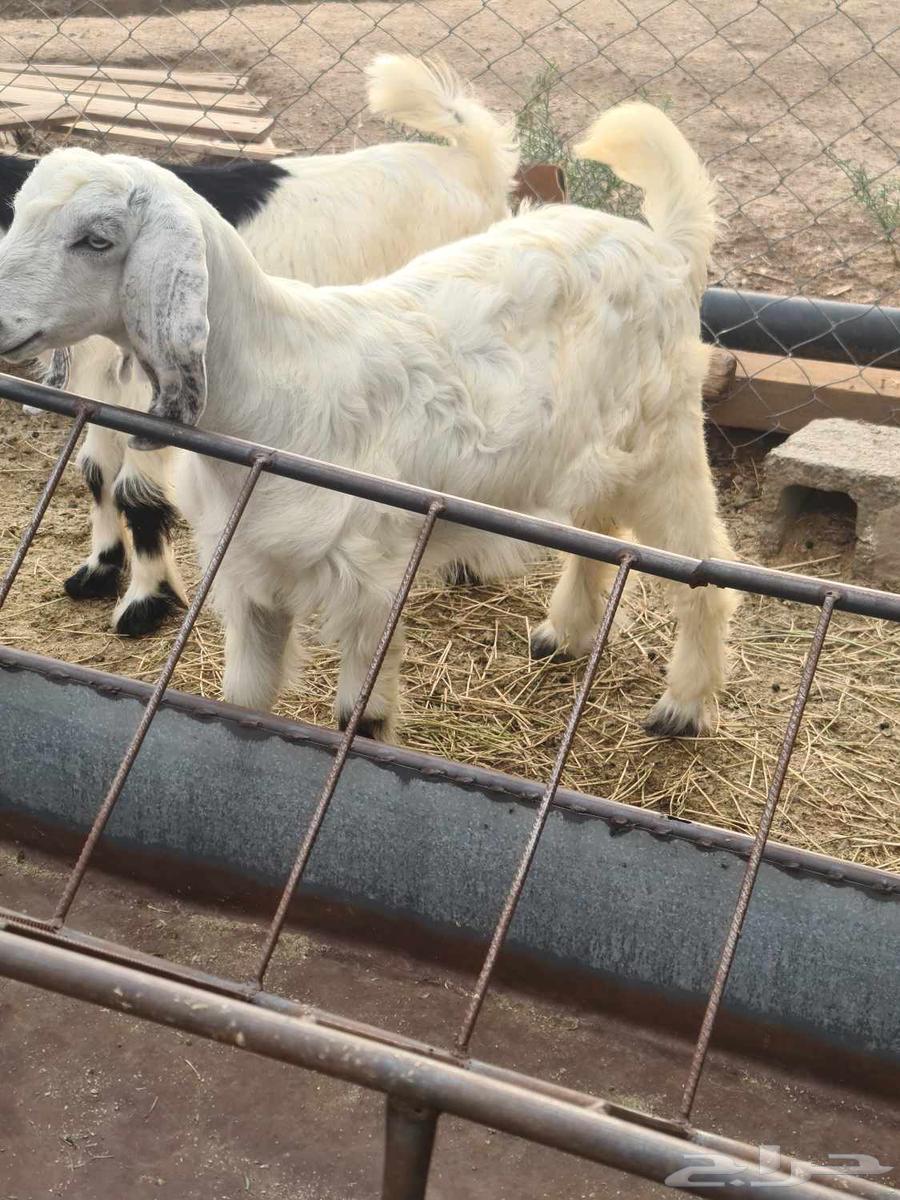 Goat with conditions64516211972355112