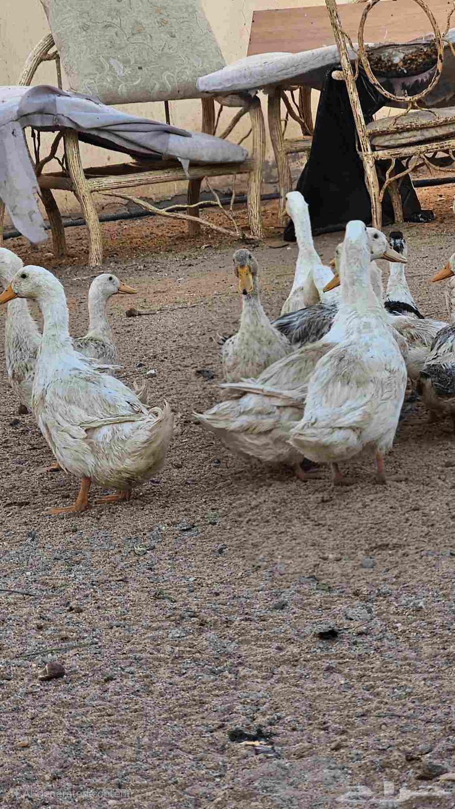 بط بكيني64515375121409111