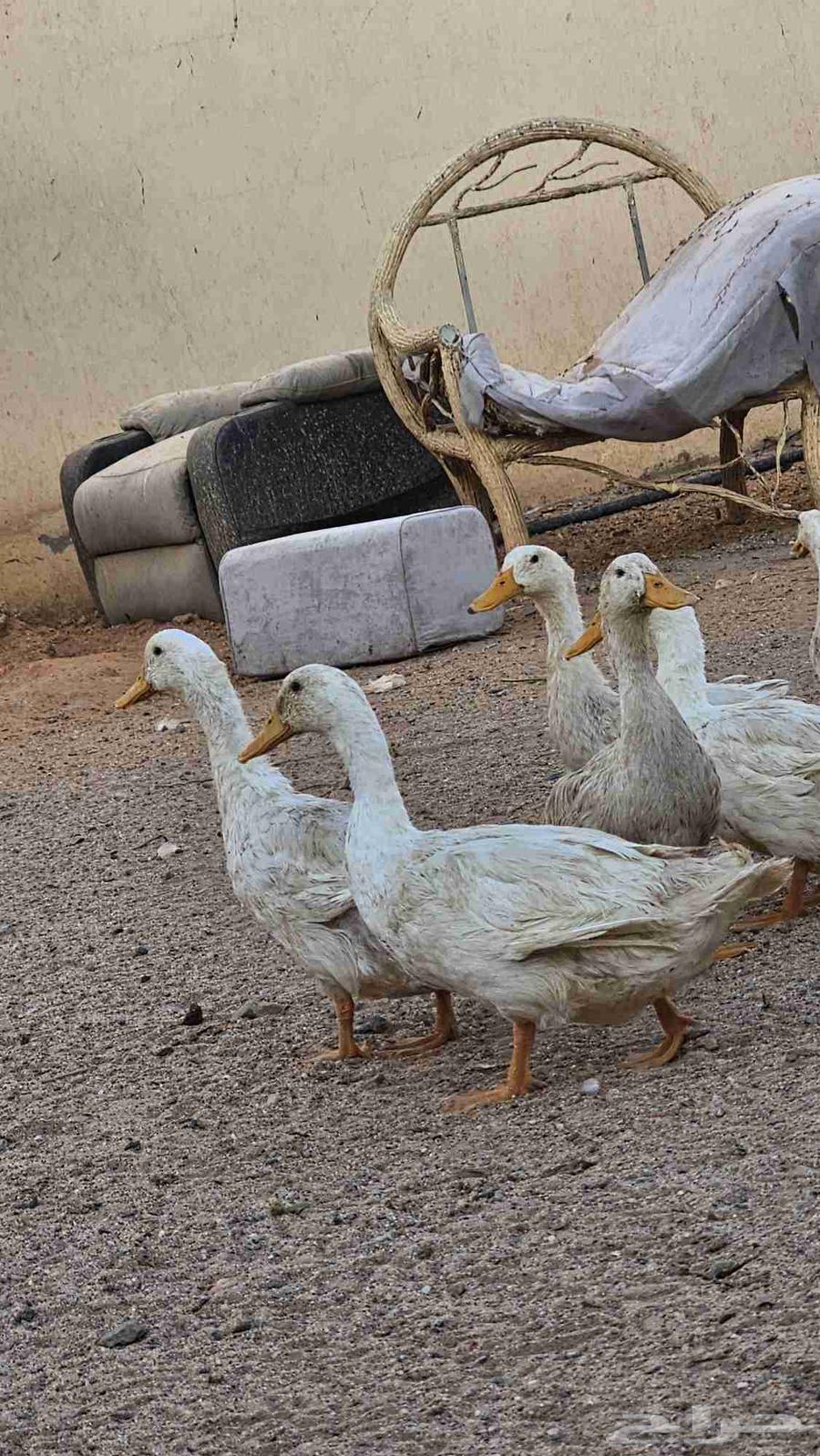 بط بكيني64515375121409110