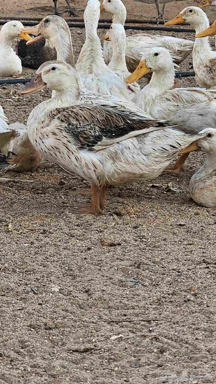 بط بكيني64515375121409112