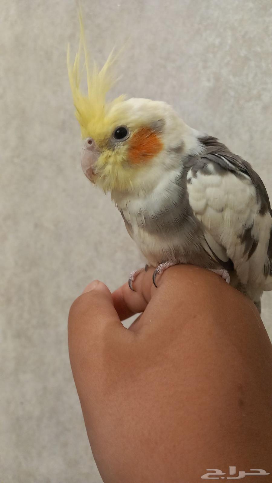 كروان لي البيع64515486884995112