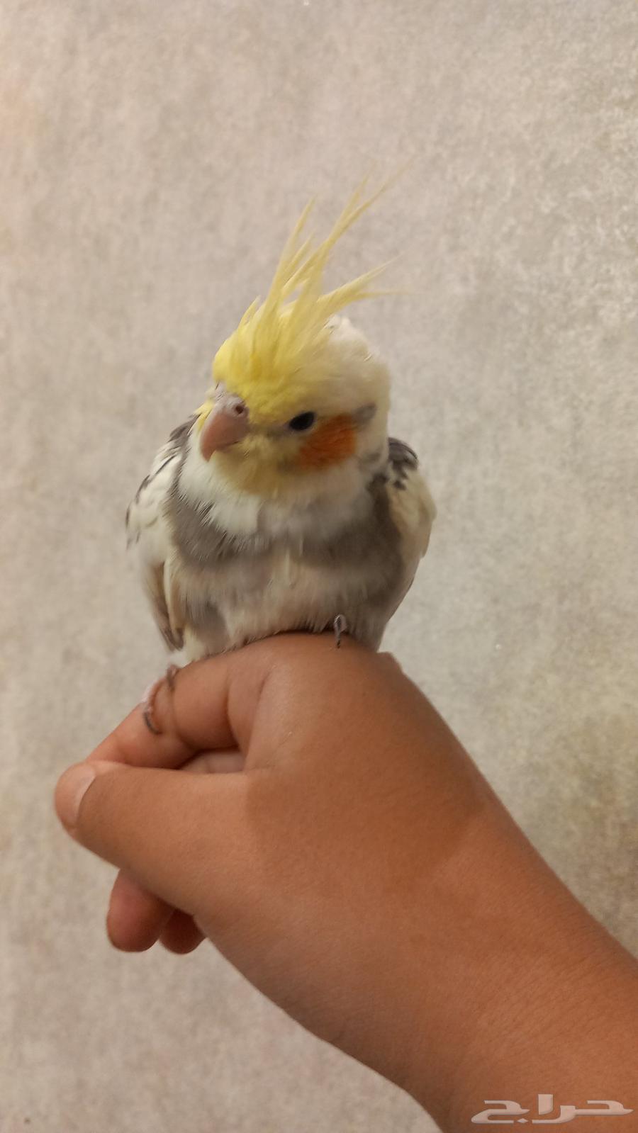 كروان لي البيع64515486884995114