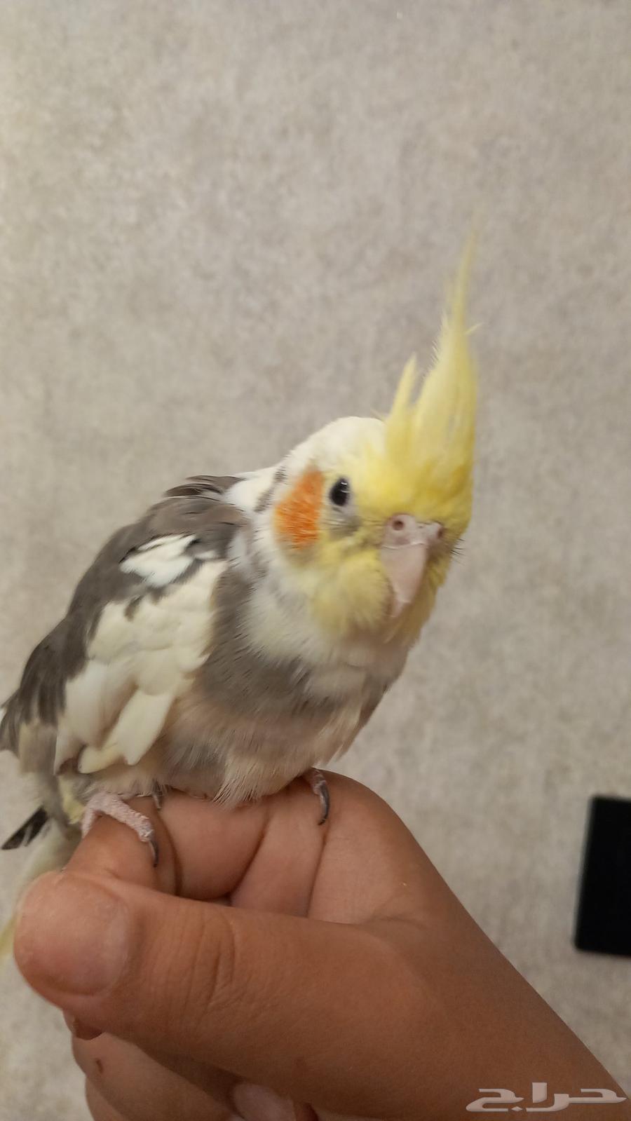 كروان لي البيع64515486884995113