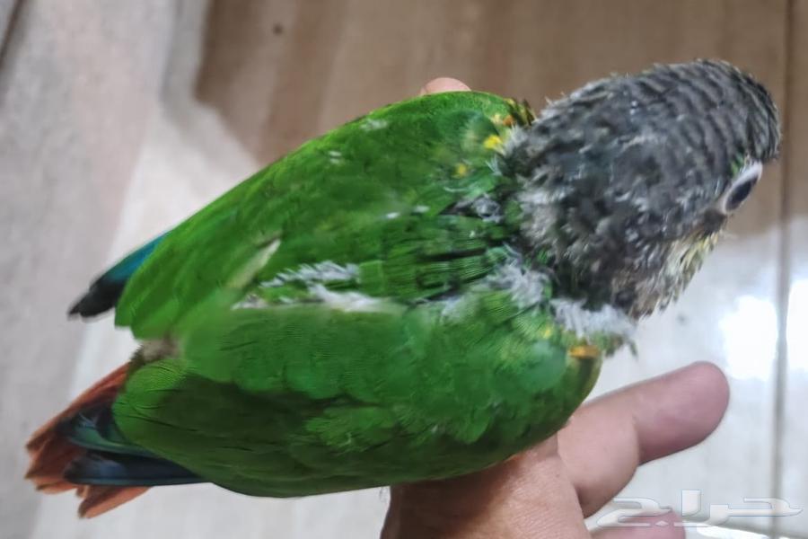 فرخ كنيور يلوسايد64513527268993114