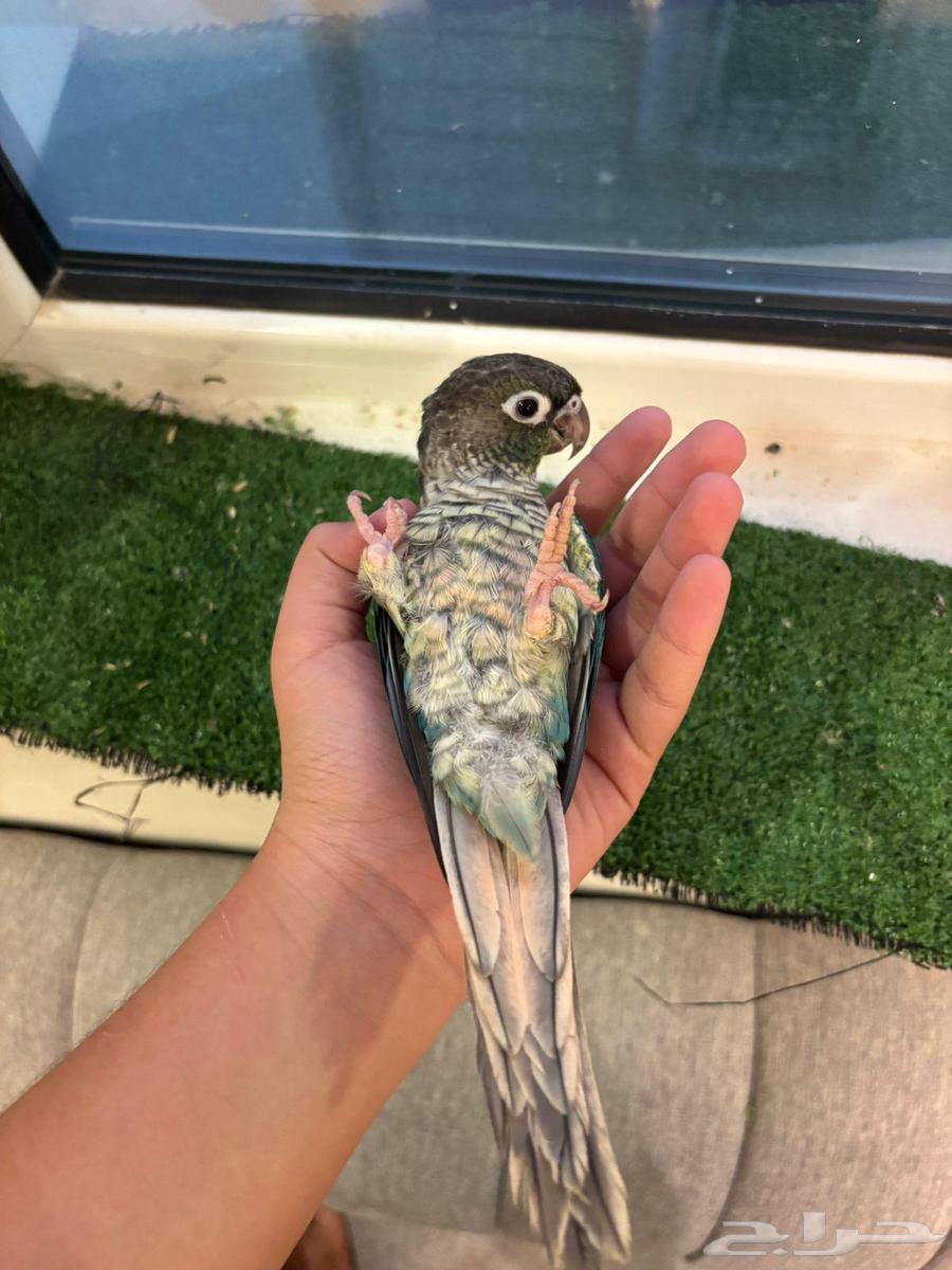 للبيع طيور اليفه كنيور. وصن كنيور64514872858882112