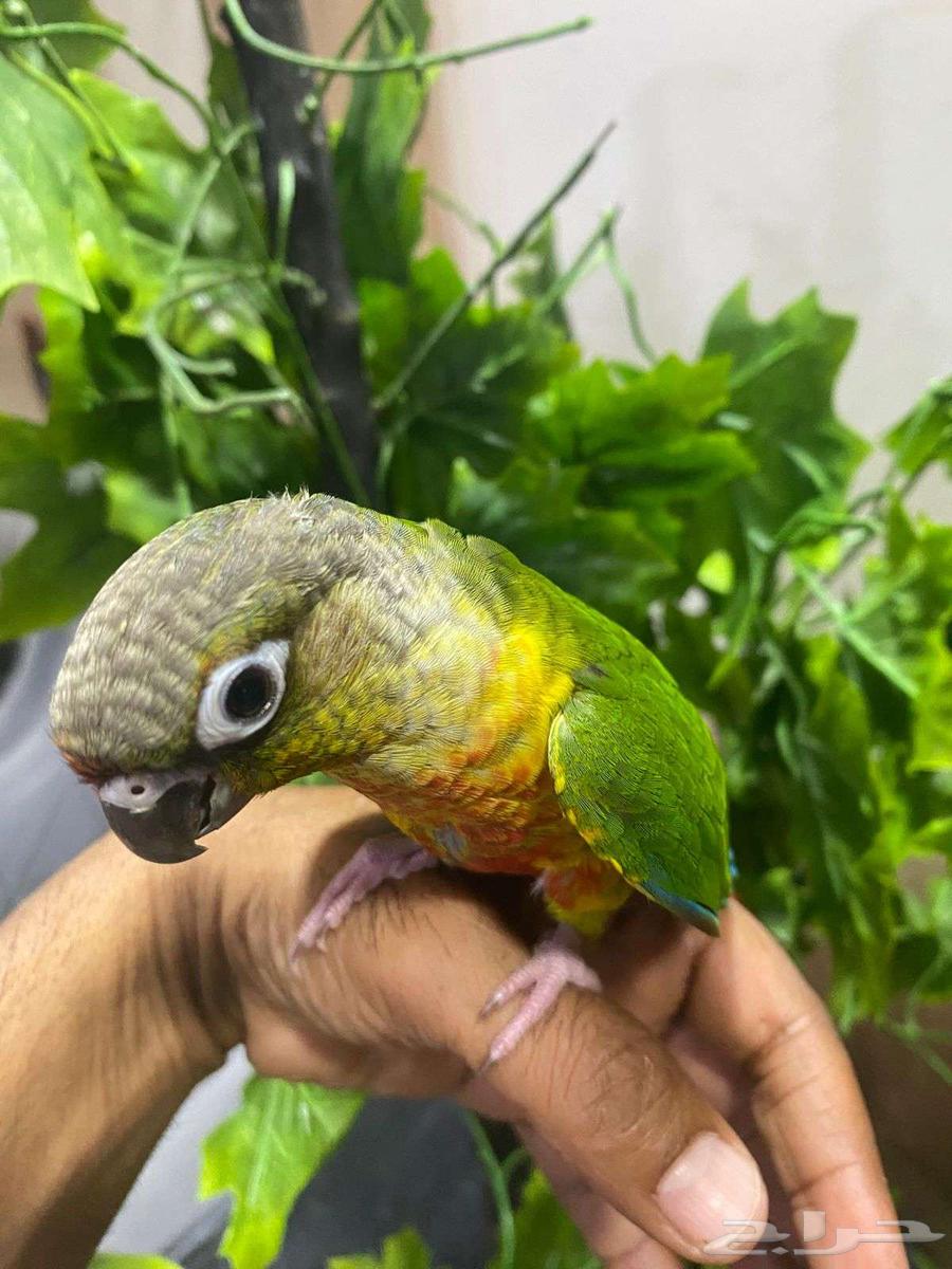 Stupidly, the tame greenwing threatened me, saying he has no end but 630 riyals64517477085187114