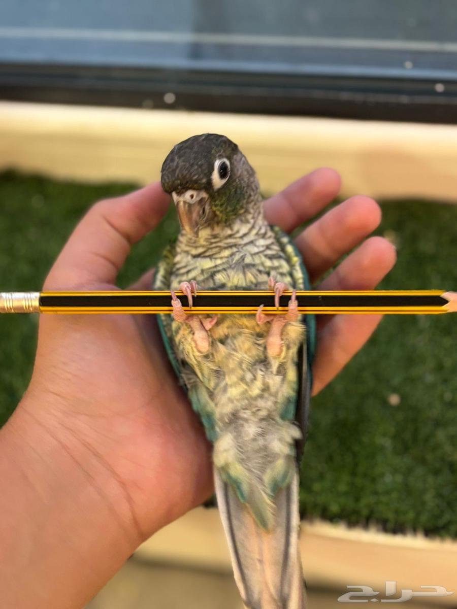 للبيع طيور اليفه كنيور. وصن كنيور64514872858882111