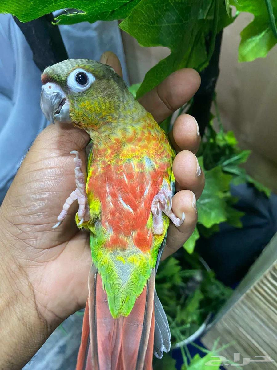 Stupidly, the tame greenwing threatened me, saying he has no end but 630 riyals64517477085187110