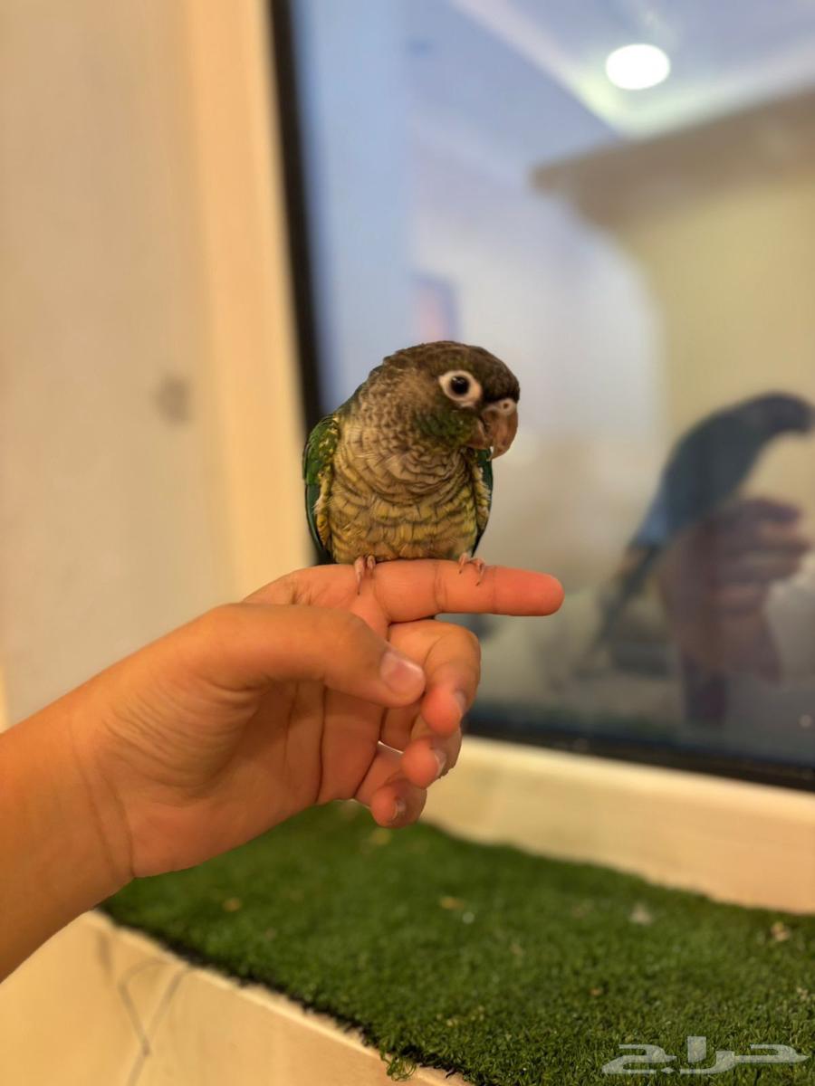 للبيع طيور اليفه كنيور. وصن كنيور64514872858882114