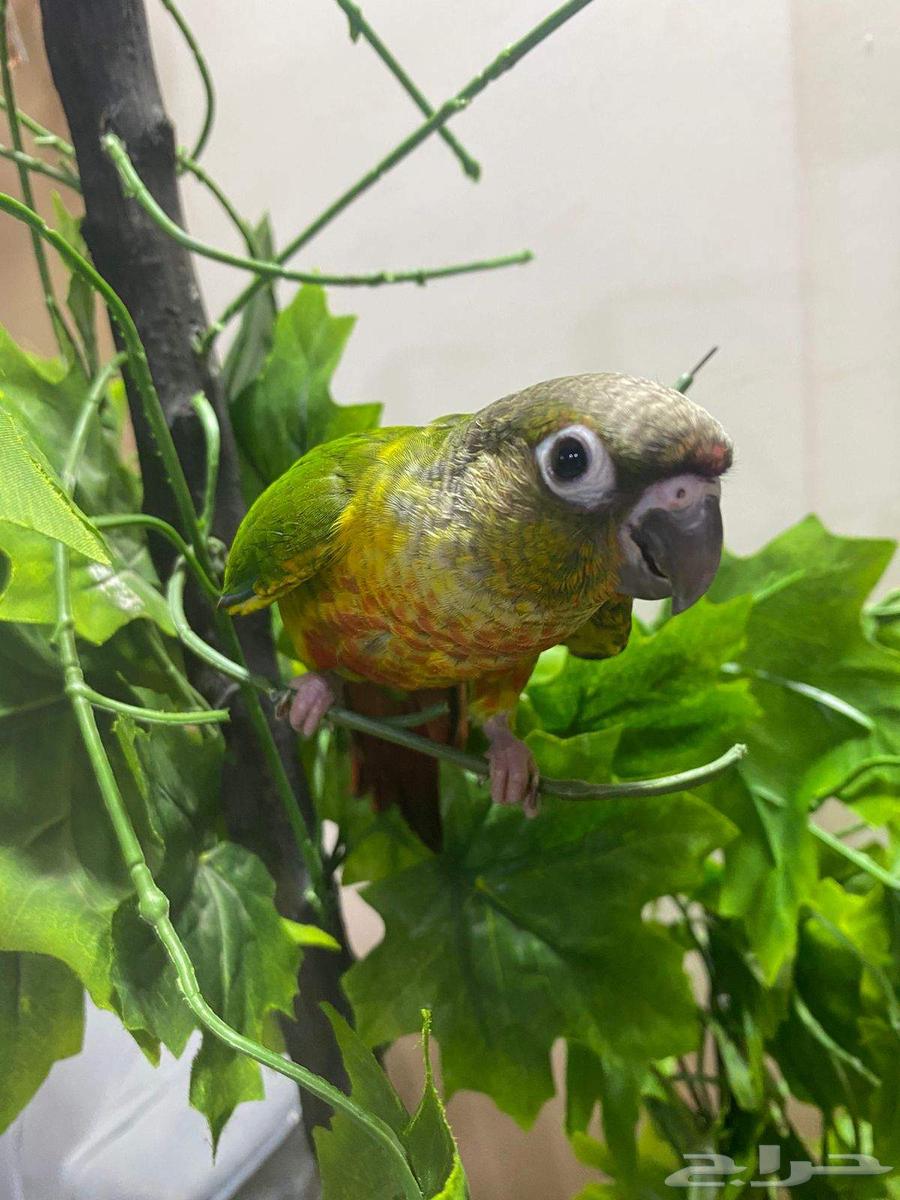 Stupidly, the tame greenwing threatened me, saying he has no end but 630 riyals64517477085187111