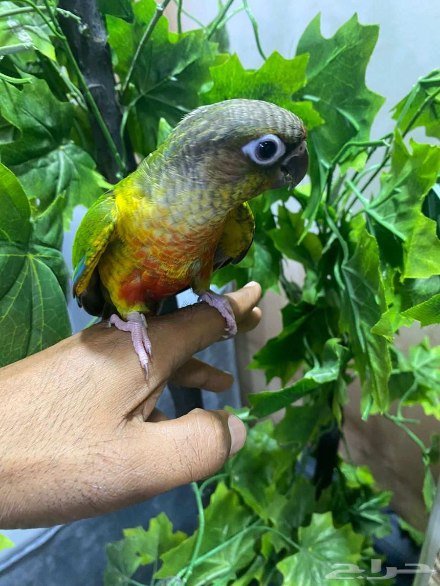 Stupidly, the tame greenwing threatened me, saying he has no end but 630 riyals64517477085187112