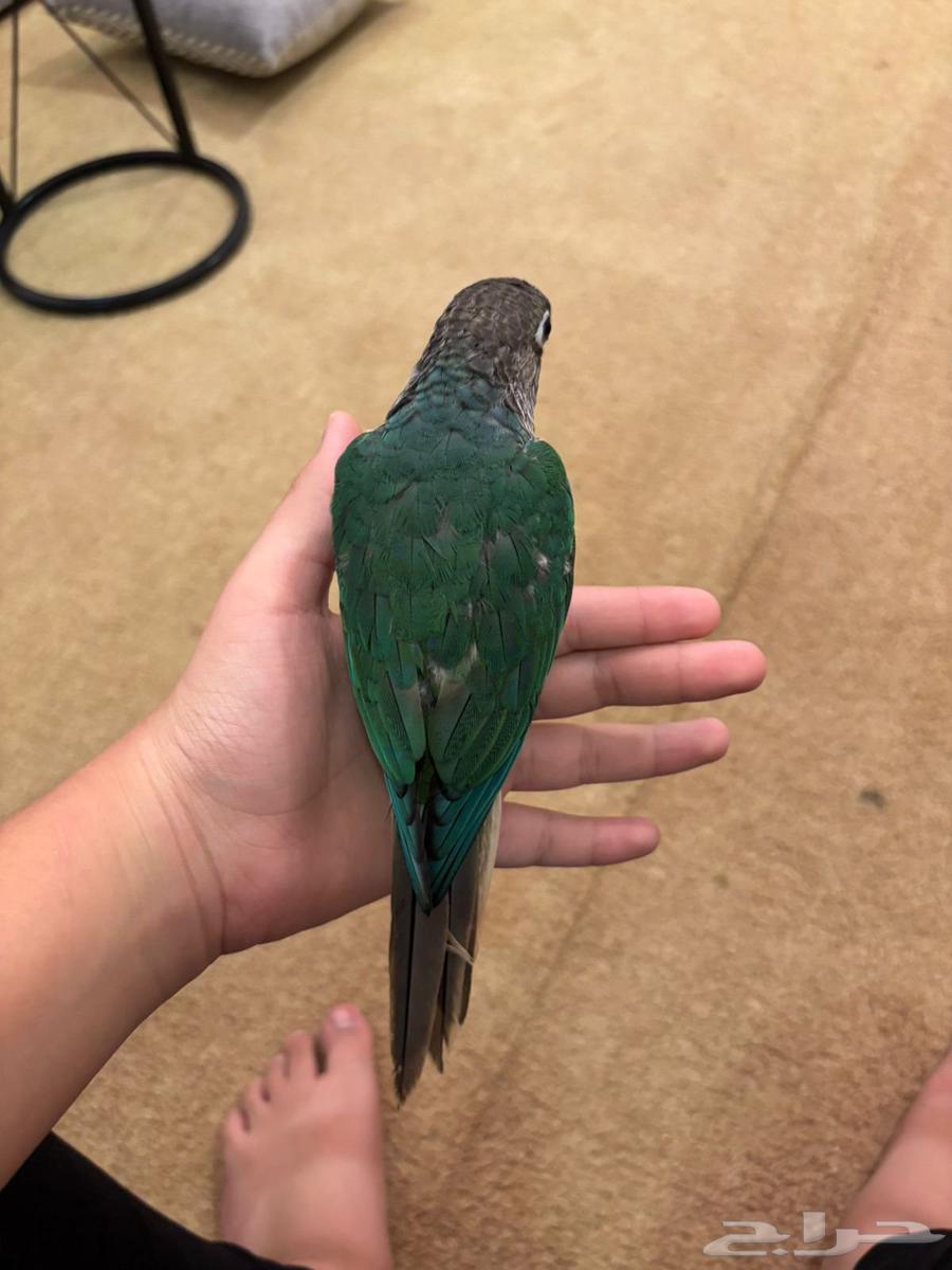 للبيع طيور اليفه كنيور. وصن كنيور64514872858882110