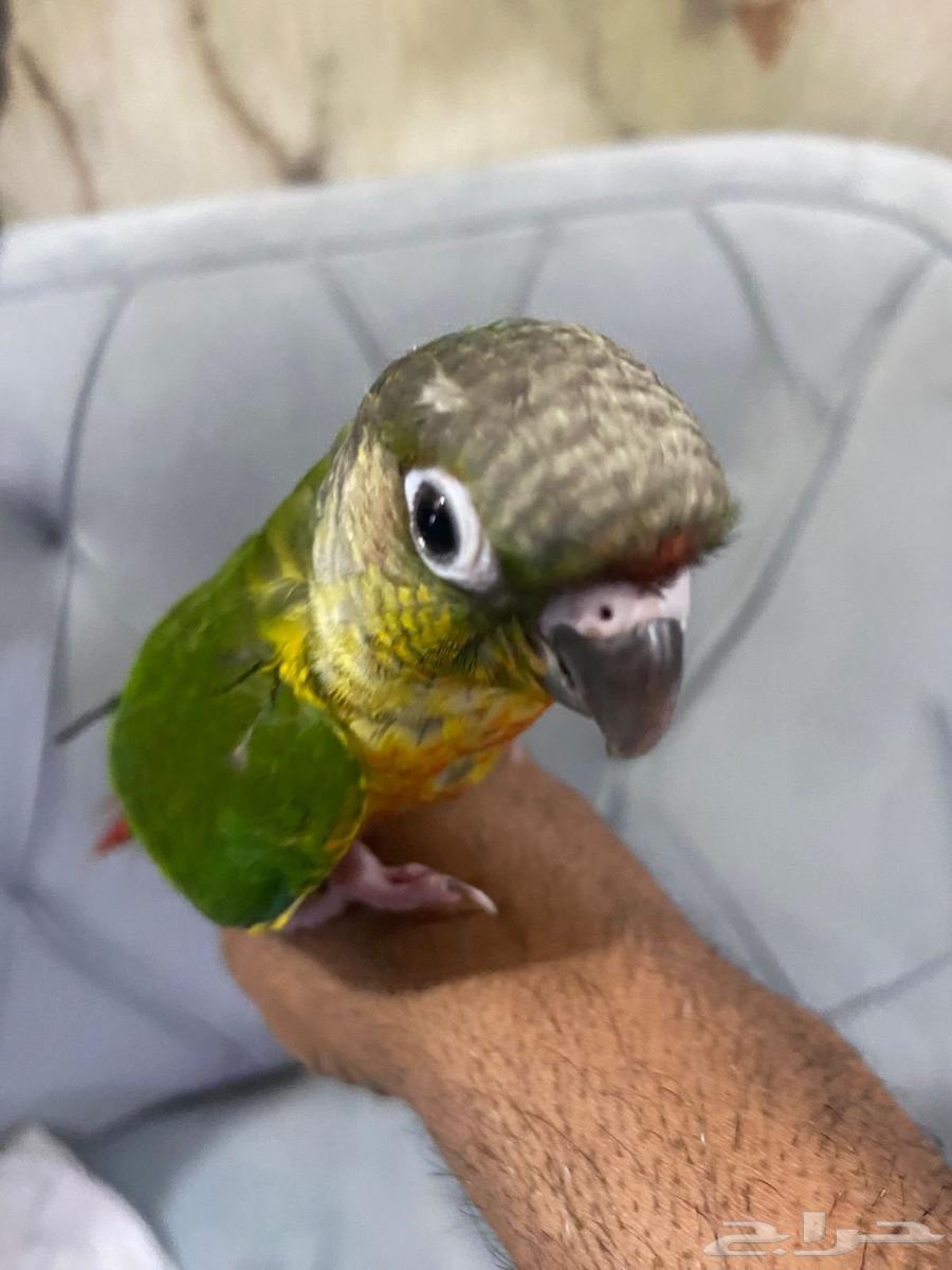 Stupidly, the tame greenwing threatened me, saying he has no end but 630 riyals64517477085187113