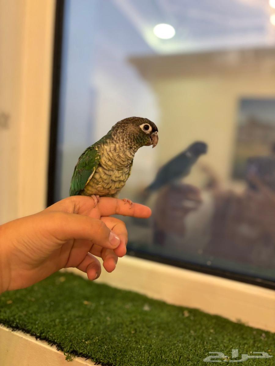 للبيع طيور اليفه كنيور. وصن كنيور64514872858882113