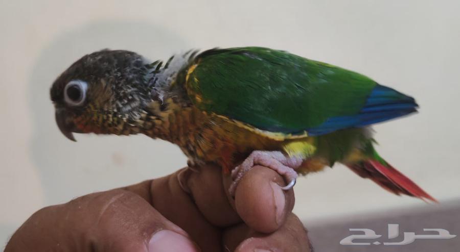 فرخ كنيور يلوسايد64513527268993112