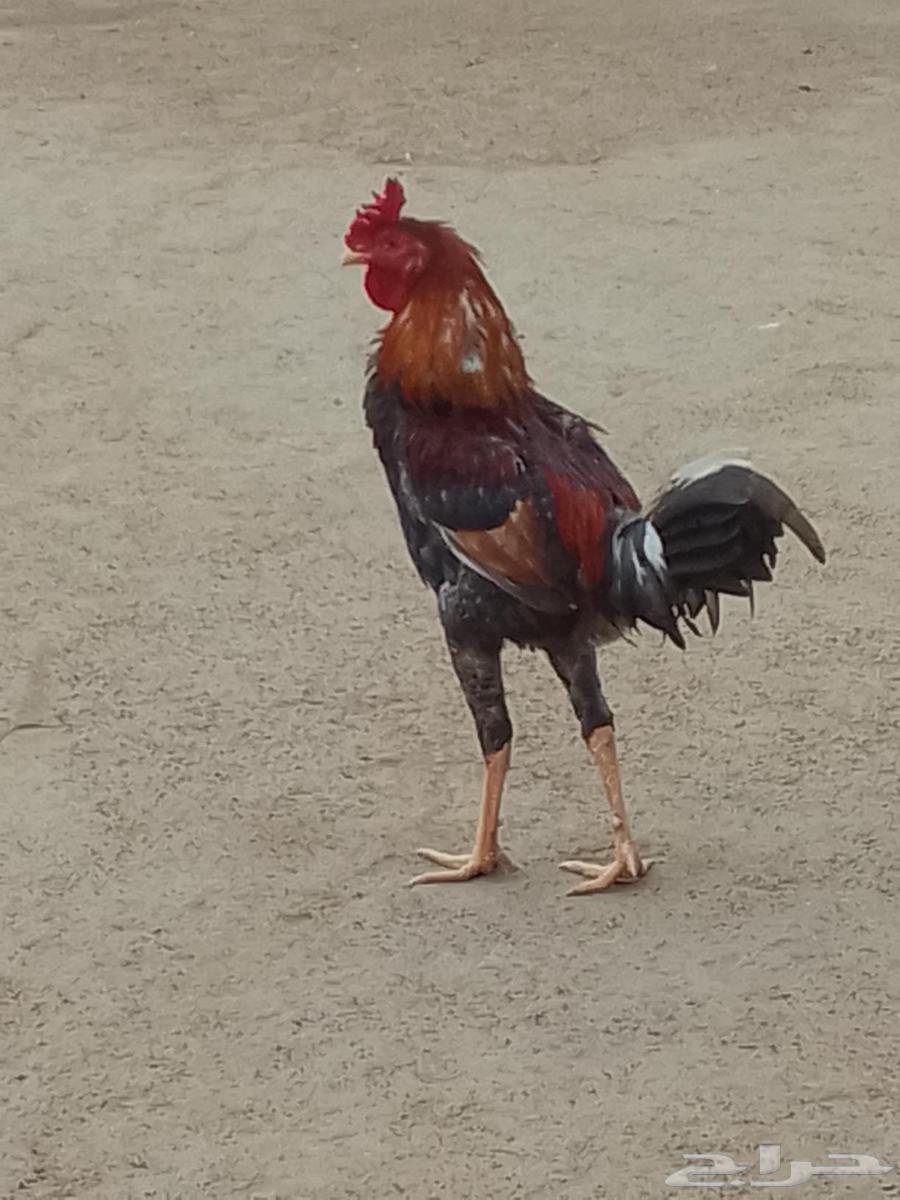 السلام عليكم ورحمه الله وبركاته64512316171011111