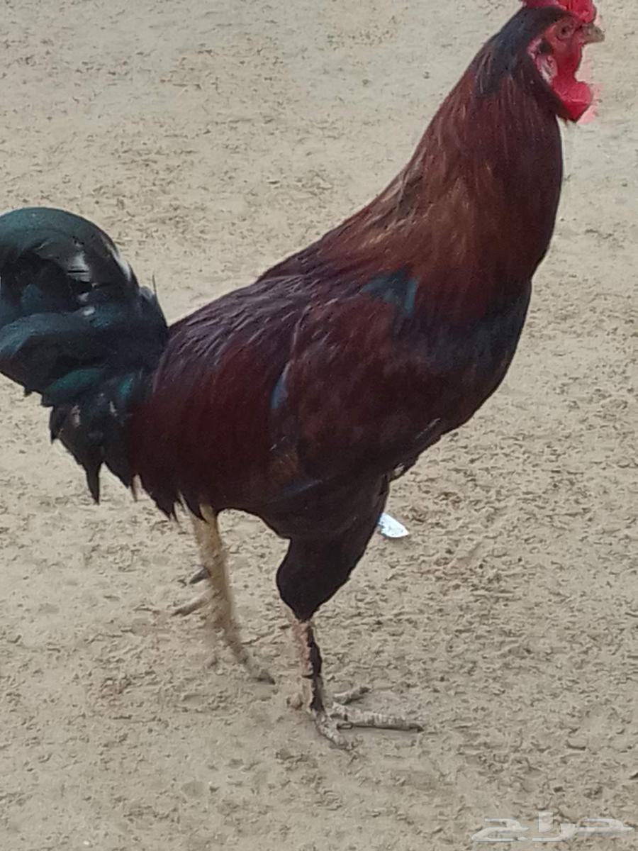 السلام عليكم ورحمه الله وبركاته64512316171011110