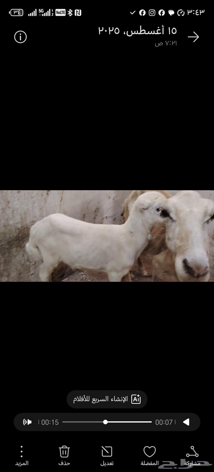 ضأن منتوج للبيع64511619047170112