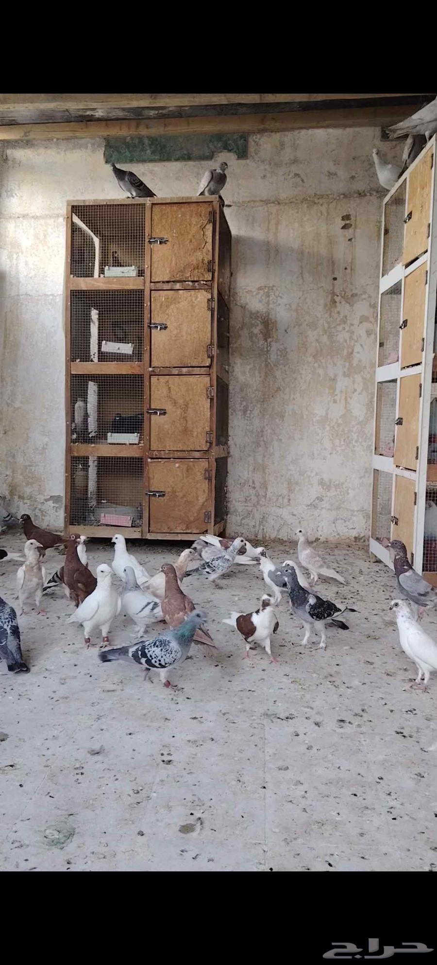 حمام كش للبيع64516003159683114