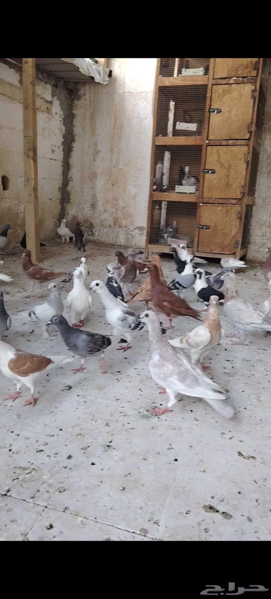 حمام كش للبيع64516003159683113