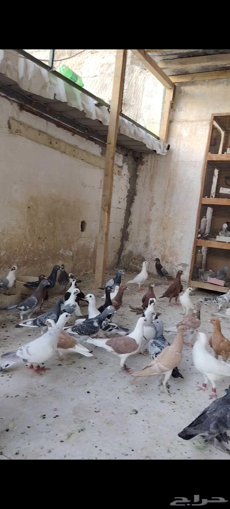 حمام كش للبيع64516003159683111