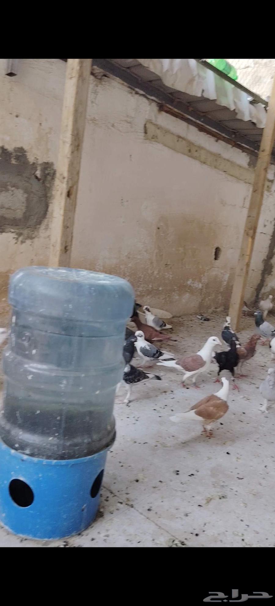 حمام كش للبيع64516003159683112